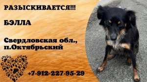 Пропала собака! БЭЛЛА. Свердловская обл, п. Октябрьский