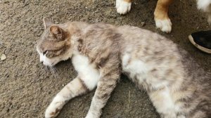 Очень добрый кот и его друг кутёнок-пёс