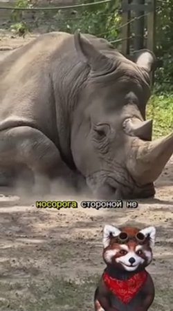 Носорог🤣