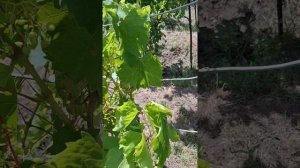 Поездка в Родные Края👨👩👧🥰🌞ДЕНЬ 12, ЧАСТЬ 1❤️Таисия, мама и папа в эфире ❤️ ИЮНЬ25