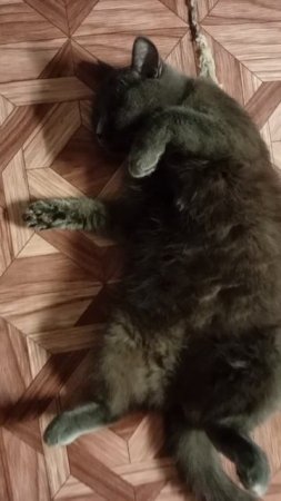 Нюша