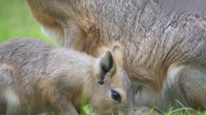 MACAN, Элджей - По Домам