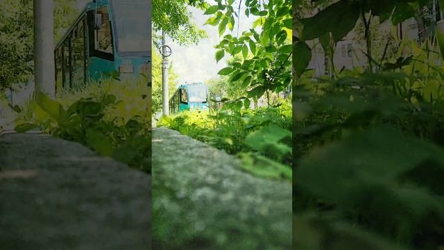 кошачий голод.mp4