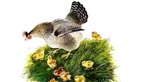 В гостях у сказки: «Чужое яичко». смотреть онлайн