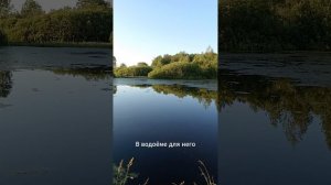 Скрытая жизнь.