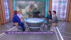 В Петербурге готовят городской фестиваль помощи безнадзорным животным «People Paws Fest»