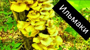 Первые грибы. Ильмаки