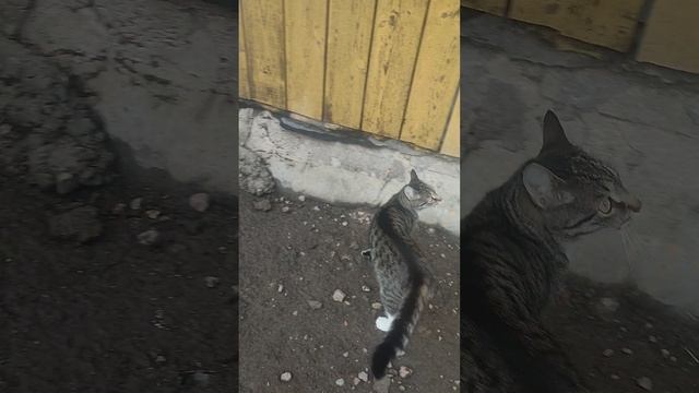 Доброе утро у курочек🐔 из деревни 🏡