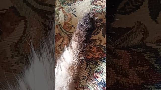 Котик - сонный животик