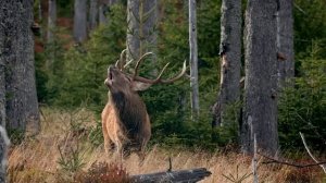 Деревенские и не только. Деревенские. Страшные. Мистические. Творческие истории. Хоррор