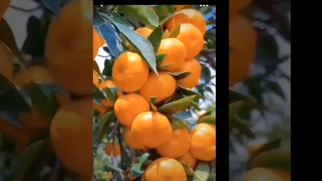 Строители сотворители