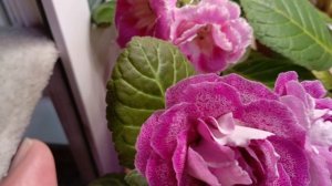 обзор на все мои глоксинии 😍подключила монетизацию на рутуб 🌹🌹🌹