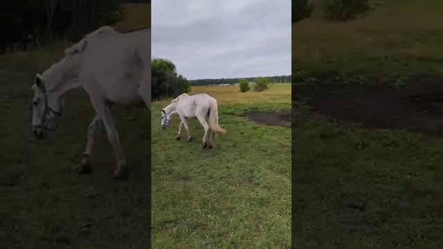 Алма & Харлей  🐎❤🔥
