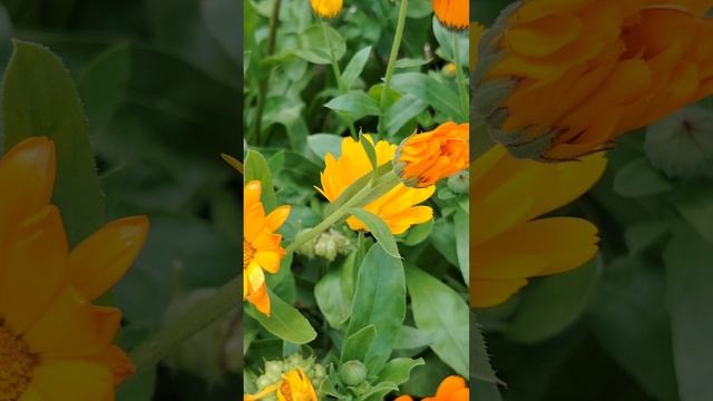 4 июля. Солнечные ноготки