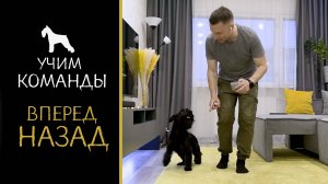 Команда НАЗАД / ВПЕРЕД. Дрессировка Собаки