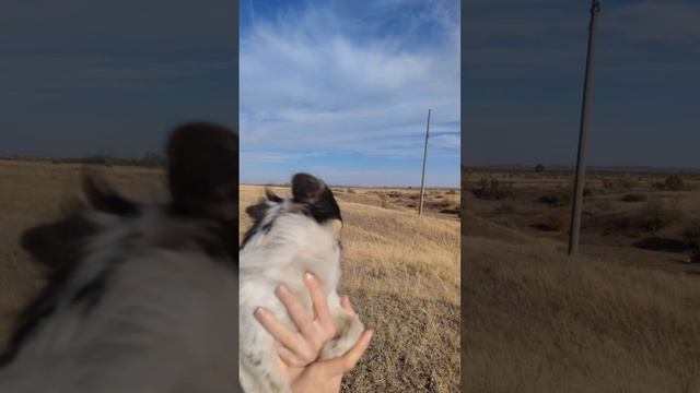 Маленькое лохматое чудо