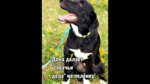 Щенки The Beatles Джон