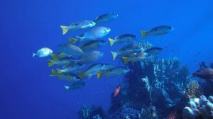 Яркое видео 📺 с фоновой музыкой ✨ [Музыка без рекламы]