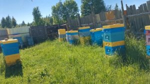 3 июля на пасеке