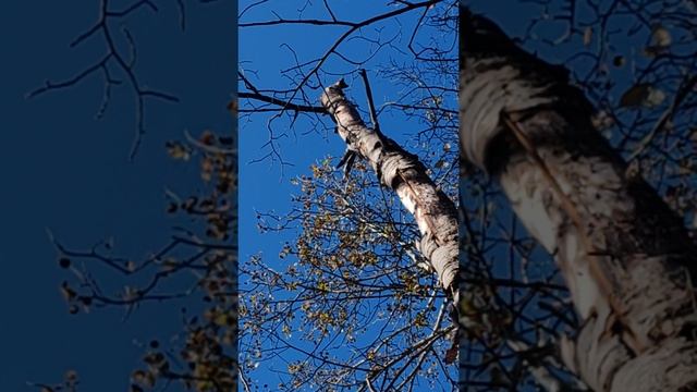 Работает по кунице.