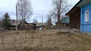 Pogoda v Sibiri Очищаем малинник от прошлогодней травы ч2