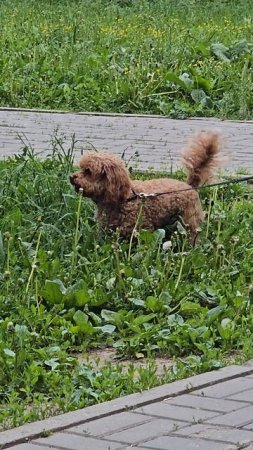 #песель #dog #reels #margo #short #shorts #shirtvideo #shortsvideo #dogs #doglife #animal #surprise