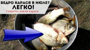 Как ловить карася в июле: лучшие наживки, прикорм и техника для стабильного клёва