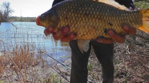 Рыбалка на больших карасей в апреле. Нерест карася