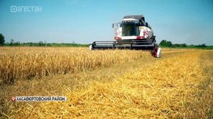 В Дагестане стартовал мониторинг зерна урожая текущего года