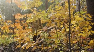 Поля под такой музыкой становятся бесконечными - After All -- Renata Zeiguer -- Live at WFMU for Sop