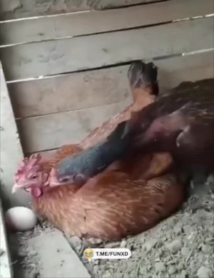 Свекровь пришла..😆