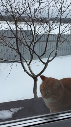 вуву