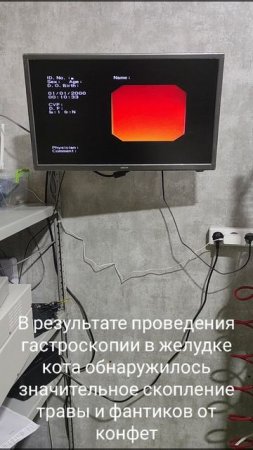 Загадочный случай: как безобидные фантики чуть не стоили коту жизни 😼