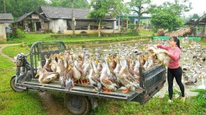 Buy Flock Of 35 Ducks From A Farmer - Use 3-Wheeled Truck Transport Many Ducks Go To Market Sell.