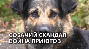 Бездомный приют для бездомных собак