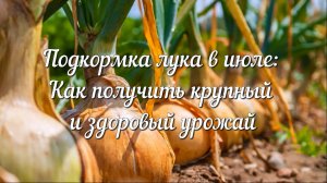 Хочешь Крупные и Сочные Луковицы Без Гнили и Болезней? Лови Главный Лайфхак Июля!