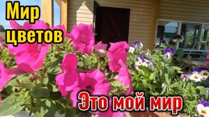 Мои цветы в июле 2025 г.