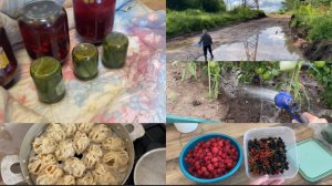 РЕЦЕПТ МОИХ ОГУРЦОВ🔥 НАБРАЛИ МАЛИНУ🔥 НОВЫЙ МУРАВЕЙНИК В ТЕПЛИЦЕ// МАНТЫ НА УЖИН