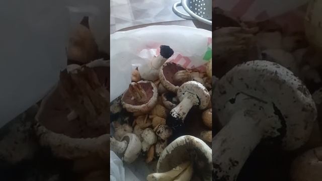 Нашла шампиньоны и жарила