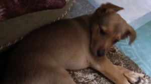 ЧУТЬ НА ЛЮЛИ НЕ НАРВАЛСЯ и ОПЯТЬ ДИКИЕ
