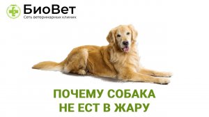 Почему собака не ест в жару