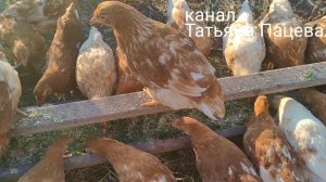 Красные бройлеры! Нашим цыплятам два месяца🐤🐥