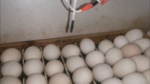 Показываю что у меня с птицей июль 2025