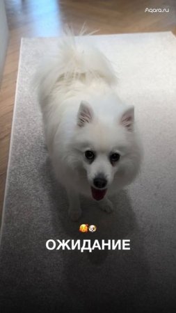 А вы наблюдали за своим питомцем через хаб камеру?  #aqara #умныйдом
