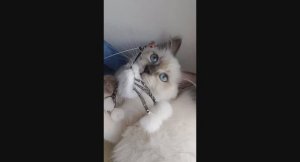 Жанна