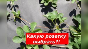 Какую розетку выбрать для размножения клубники-первую, вторую, третью? #клубника #перваярозетка