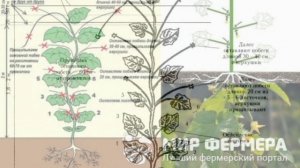ПРИЩИПОВАНИЕ ОГУРЦОВ