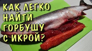 Как выбрать ГОРБУШУ с ИКРОЙ - работает 100%! Как вкусно засолить красную икру!