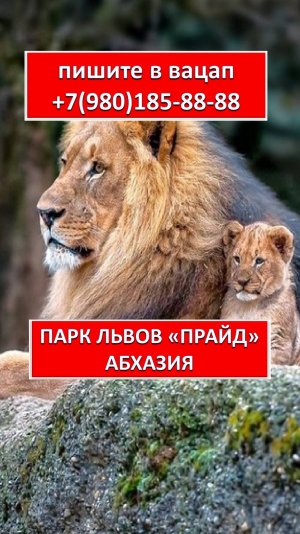 ПАРК ЛЬОВОВ "ПРАЙД". АБХАЗИЯ