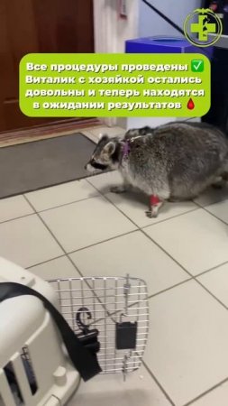 Енотик на приеме у врача